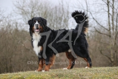 Bernese Mountain Dog