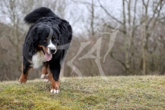 Bernese Mountain Dog