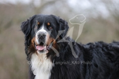 Bernese Mountain Dog