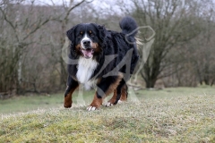Bernese Mountain Dog