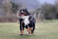 Bernese Mountain Dog
