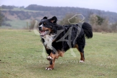 Bernese Mountain Dog