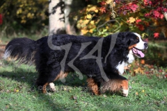 Bernese Mountain Dog
