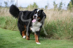 Bernese Mountain Dog