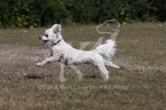 Bichon Frise
