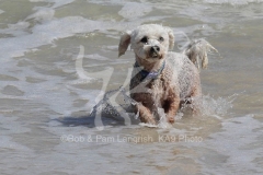 Bichon Frise