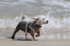 Bichon Frise