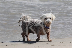 Bichon Frise