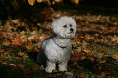Bichon Frise