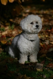 Bichon Frise