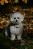Bichon Frise