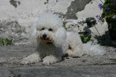 Bichon Frise