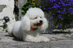 Bichon Frise
