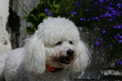 Bichon Frise