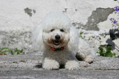 Bichon Frise