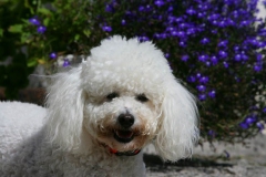 Bichon Frise