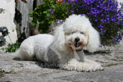 Bichon Frise