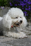 Bichon Frise
