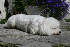 Bichon Frise