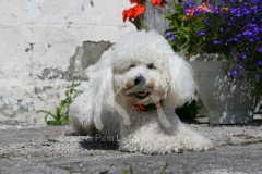 Bichon Frise