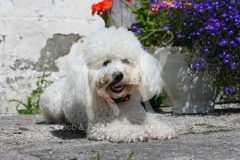 Bichon Frise