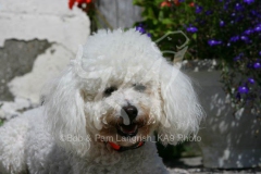 Bichon Frise