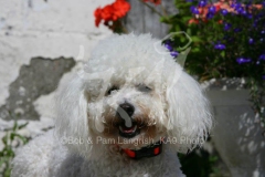Bichon Frise