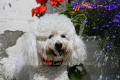Bichon Frise