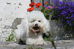Bichon Frise