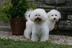 Bichon Frise