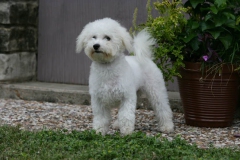 Bichon Frise