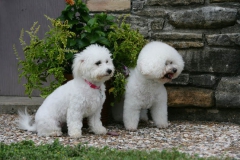 Bichon Frise