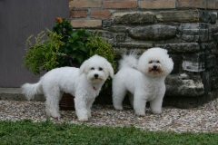 Bichon Frise