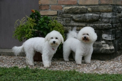Bichon Frise