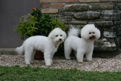 Bichon Frise