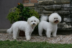 Bichon Frise