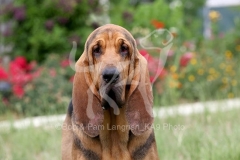 Bloodhound