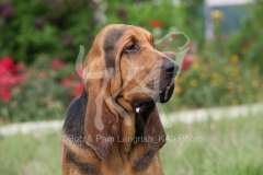 Bloodhound
