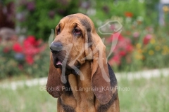 Bloodhound