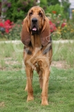 Bloodhound