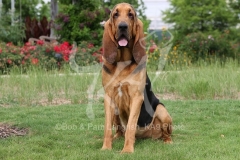 Bloodhound