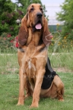Bloodhound