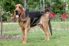 Bloodhound