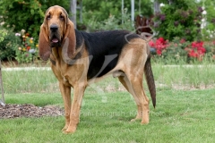 Bloodhound