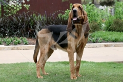 Bloodhound
