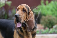 Bloodhound