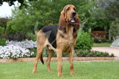 Bloodhound