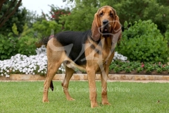 Bloodhound