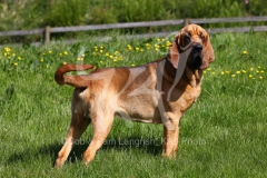 Bloodhound