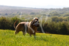 Bloodhound